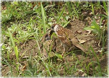 特派员麻雀7月2.jpg