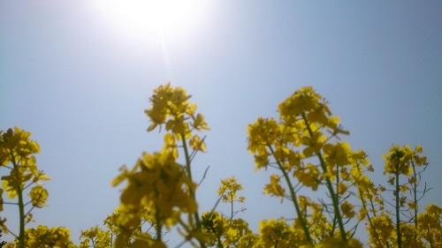 太阳和油菜花.jpg