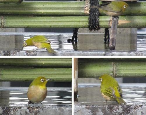 white-eye.jpg