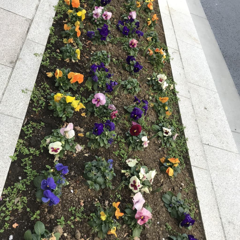  在“花之都中央区”被花治愈走着。