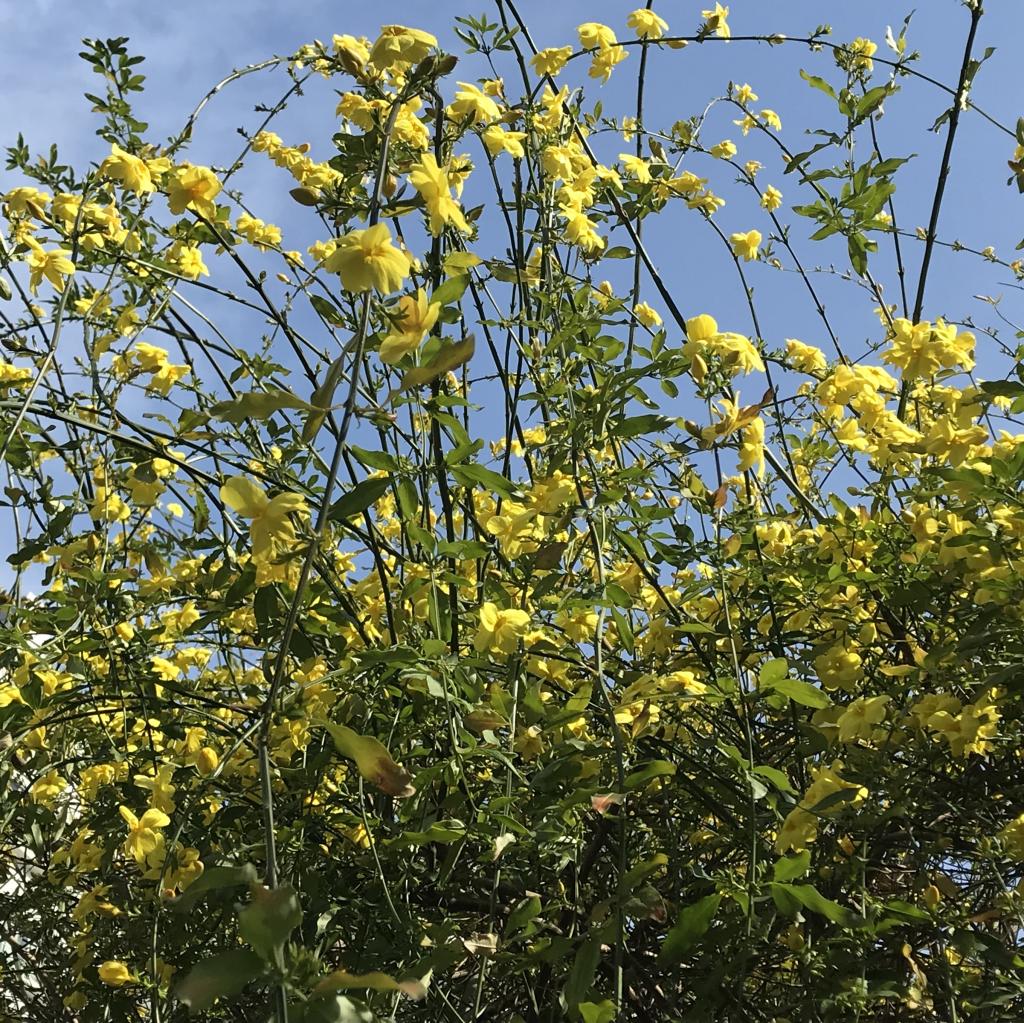  在“花之都中央区”被花治愈走着。