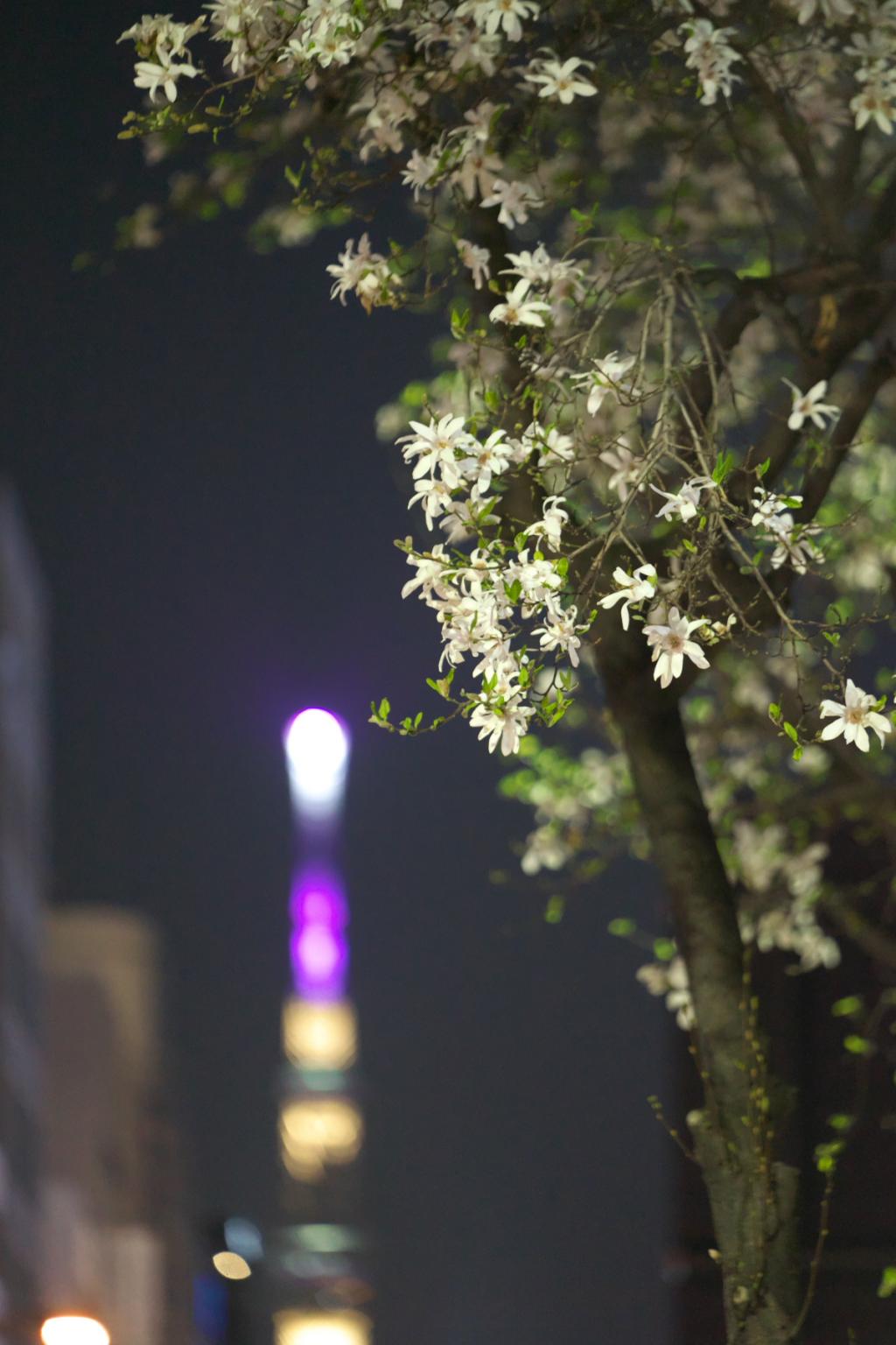 天空树和日本辛夷小传马町的日本辛夷…