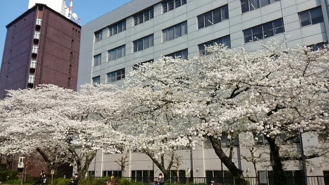 龟井桥公园、隅田川阳台上的樱花洋溢着盛开樱花的古都风情。　