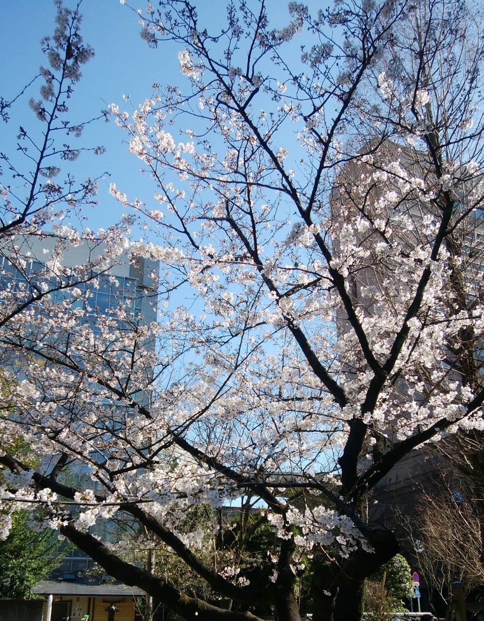 ＠让我们度过蛎壳町公园临时休学吧!～那4浜町・人形町附近的樱花～