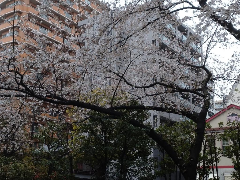 ＠度过滨町绿道临时停课期吧!～那4浜町・人形町附近的樱花～