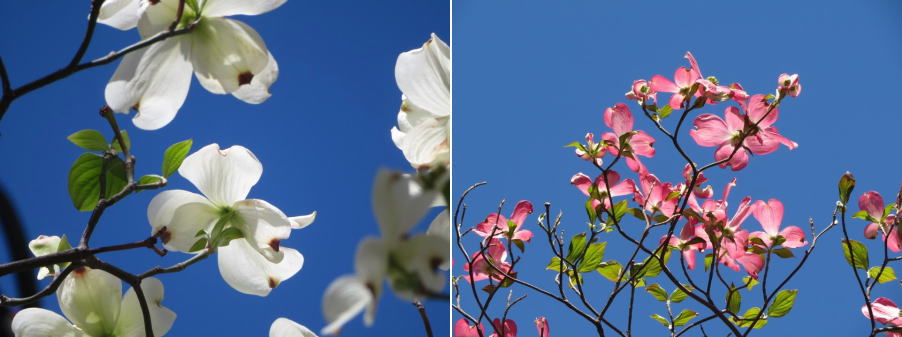 大花四照花的花大花四照花盛开。