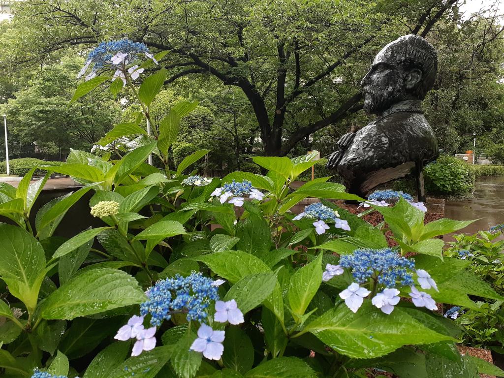  围绕诞生花的中央区～6月篇～