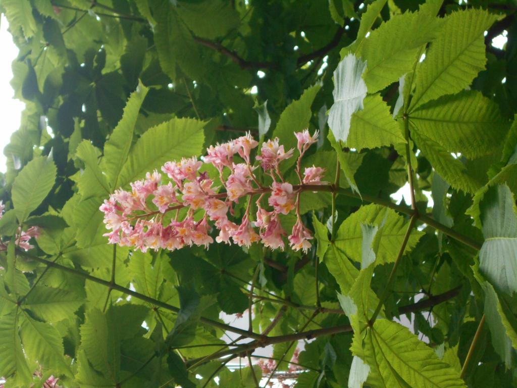 花的形状是圆锥形花序形粉红色的花银座Malonye大道5月中旬西洋金针菇的花盛开