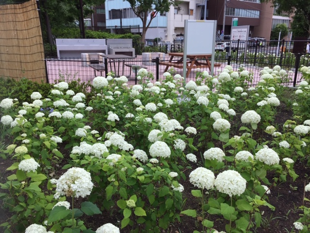 日野营场筑地川公园的薰衣草