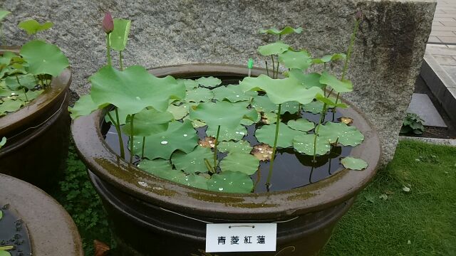 院内的莲花是花期筑地本愿寺7月参拜纪念莲花盛开的季节