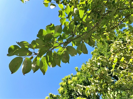  秋邻佳名的山茱萸