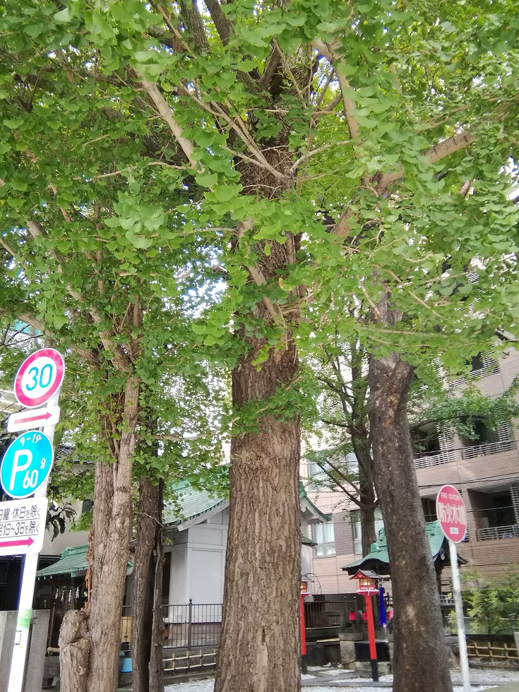 从御由来人形町站可以去的安静氛围的神社18
　～银杏八幡宫～