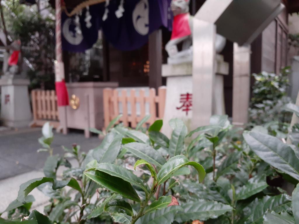  围绕诞生花的中央区～11月篇～