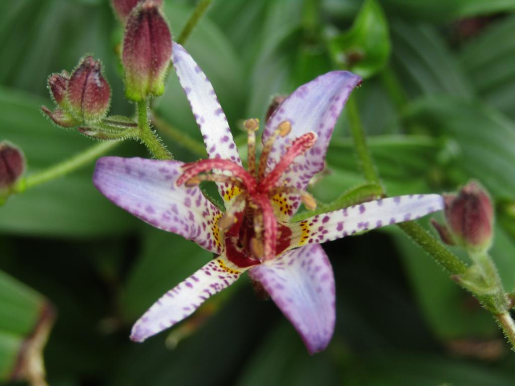  围绕诞生花的中央区～8月・9月番外篇～