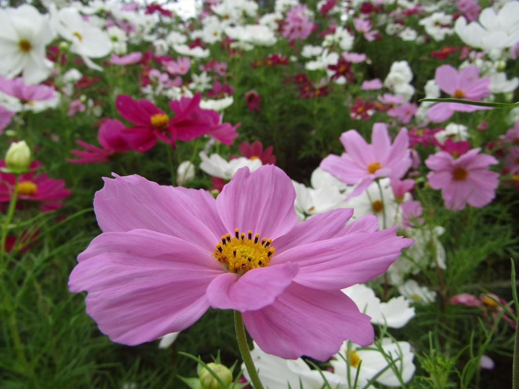  围绕诞生花的中央区～8月・9月番外篇～