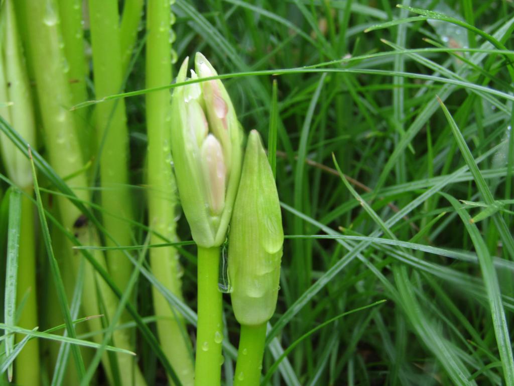  围绕诞生花的中央区～8月・9月番外篇～