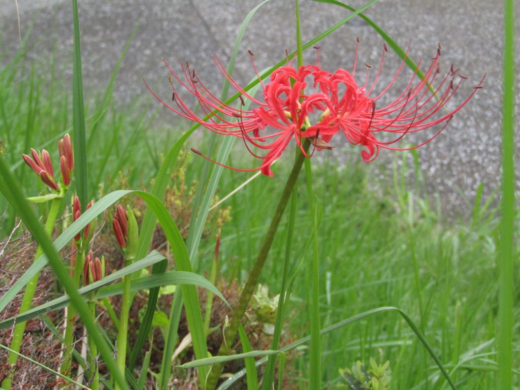  围绕诞生花的中央区～8月・9月番外篇～