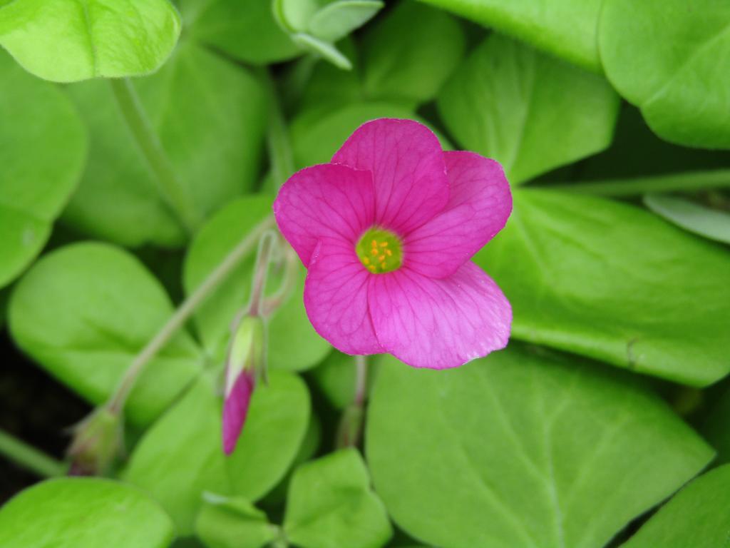  围绕诞生花的中央区～1月篇～