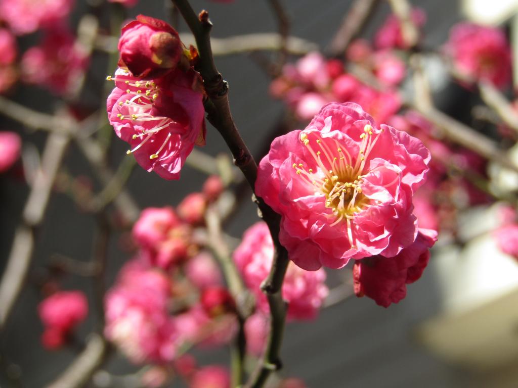  围绕诞生花的中央区～2月篇～