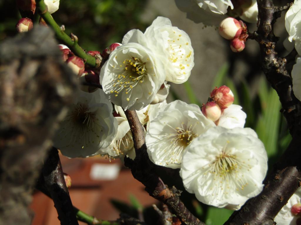  围绕诞生花的中央区～11月・12月・1月番外篇