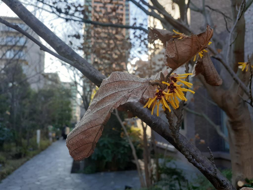  围绕诞生花的中央区～11月・12月・1月番外篇