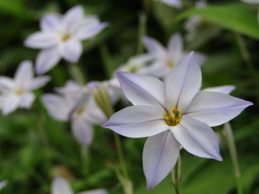  围绕诞生花的中央区～4月篇～