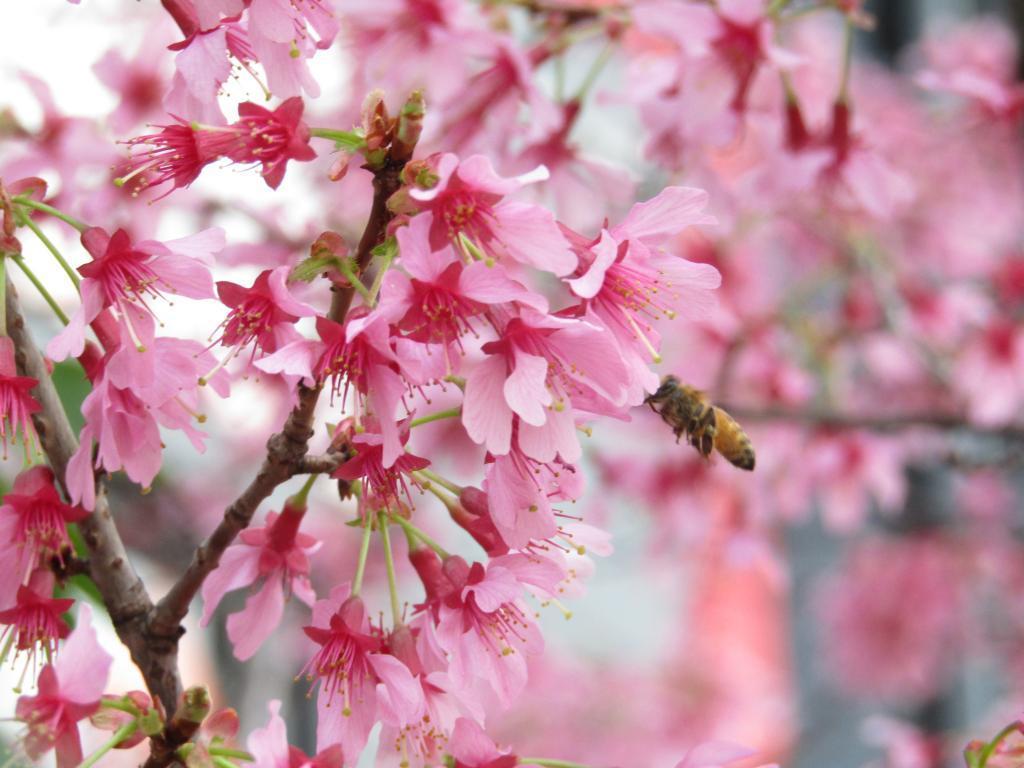  围绕诞生花的中央区～4月篇～