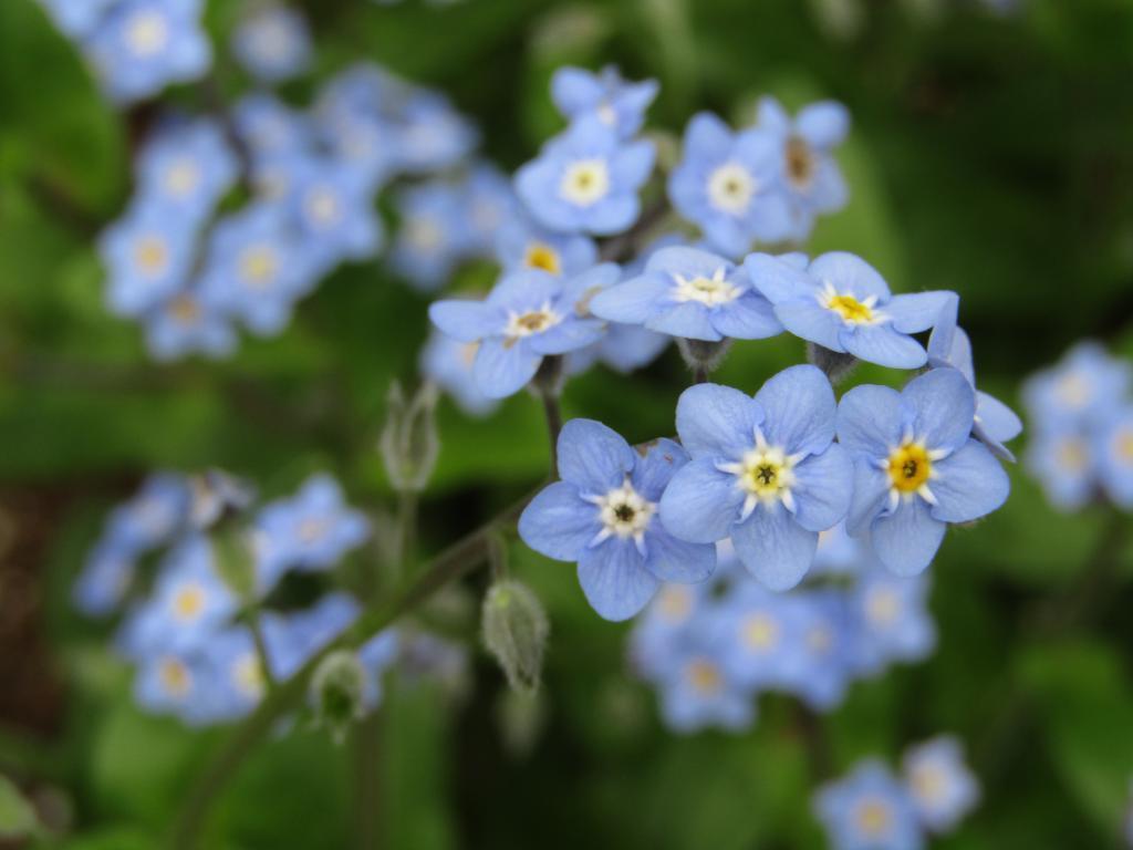  围绕诞生花的中央区～4月篇～