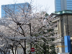 江户樱通日本桥的樱花盛开吗?