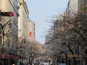 日本桥樱花路日本桥的樱花盛开吗?