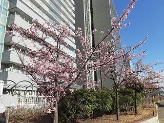 樱花和往年一样,隅田川阳台工程的通知