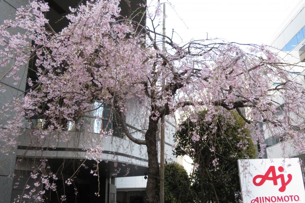 江户・红叶大道伊吕波栽种红叶
 从弹正桥走过枫川遗迹的枫川,“红叶”