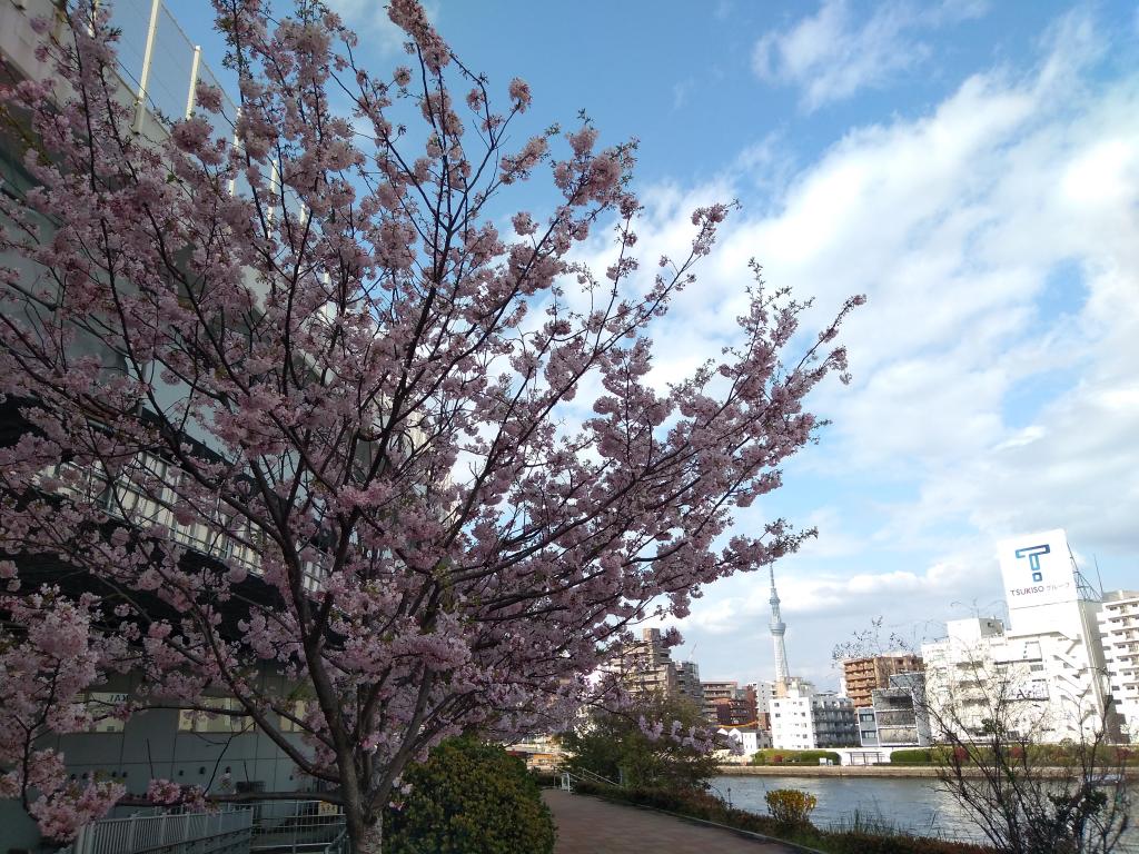 赏花还来得及! 赏花还来得及!