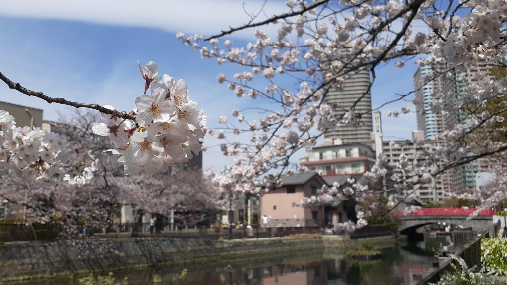  想巡游的中央区内的樱花景点