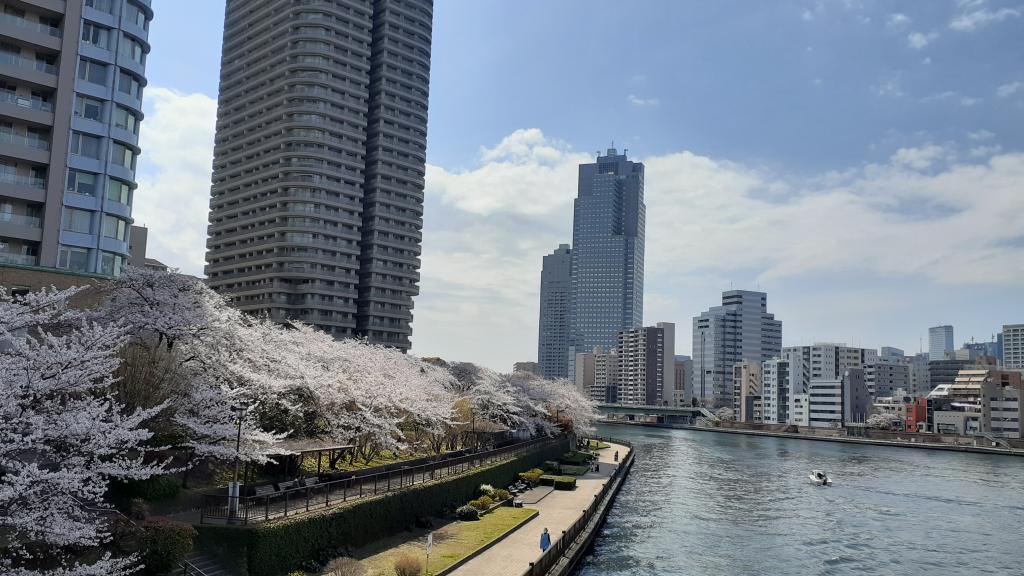  想巡游的中央区内的樱花景点