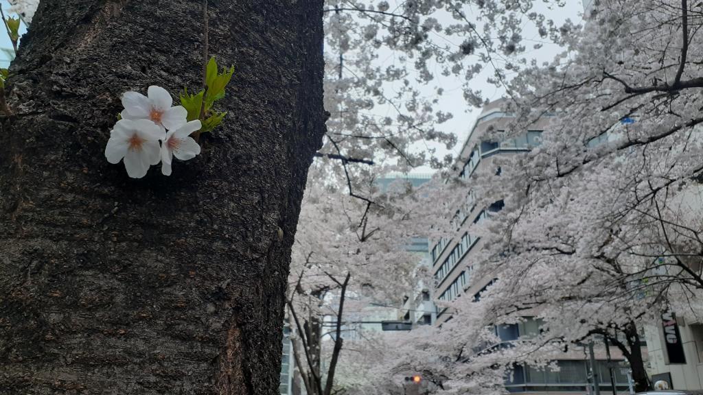  想巡游的中央区内的樱花景点