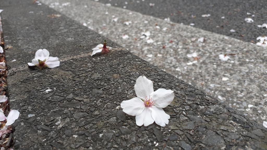  想巡游的中央区内的樱花景点