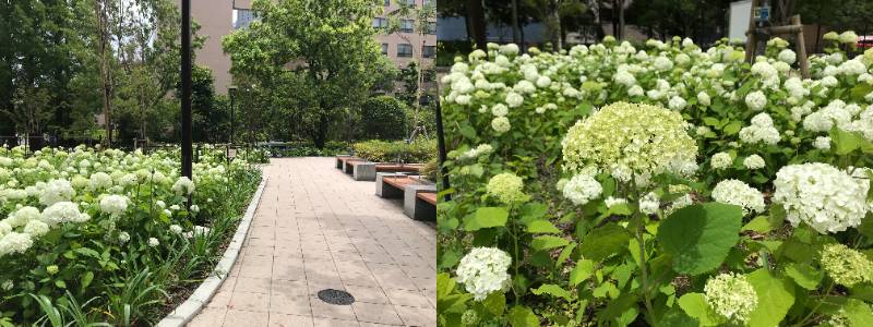 筑地川公园中央广场梅雨天下紫阳花正是观赏的好时节