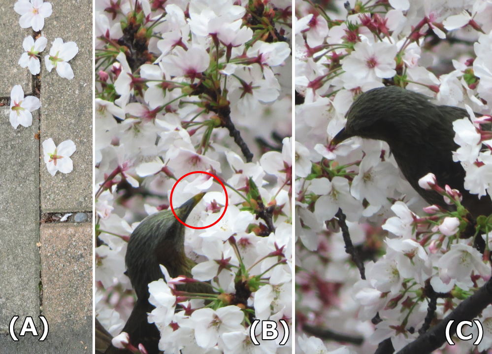 樱花花蜜(暂称)樱花街的樱花们