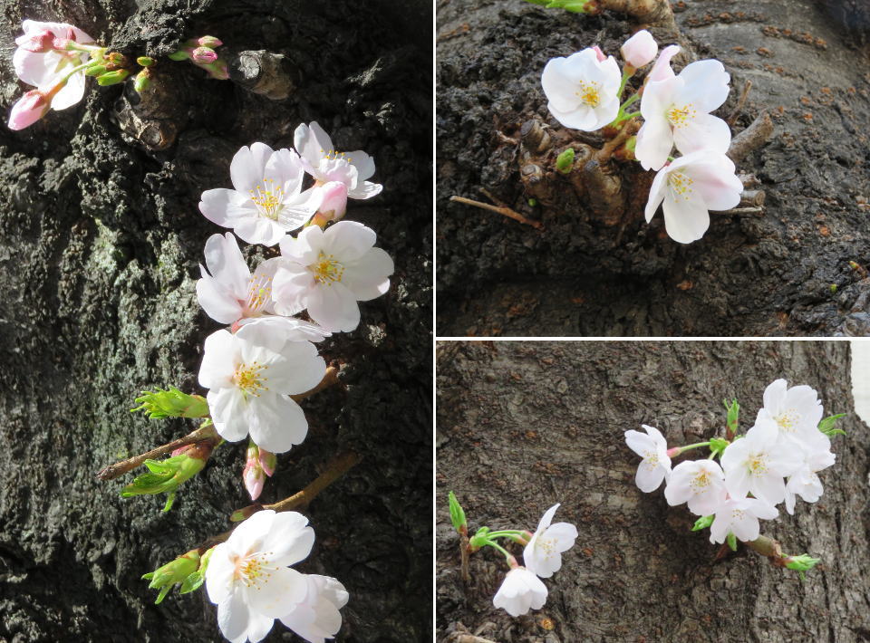 满是躯干(暂称)樱花街的樱花们