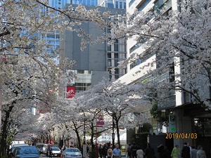 日本桥樱花大道的樱花日本桥的樱花盛开