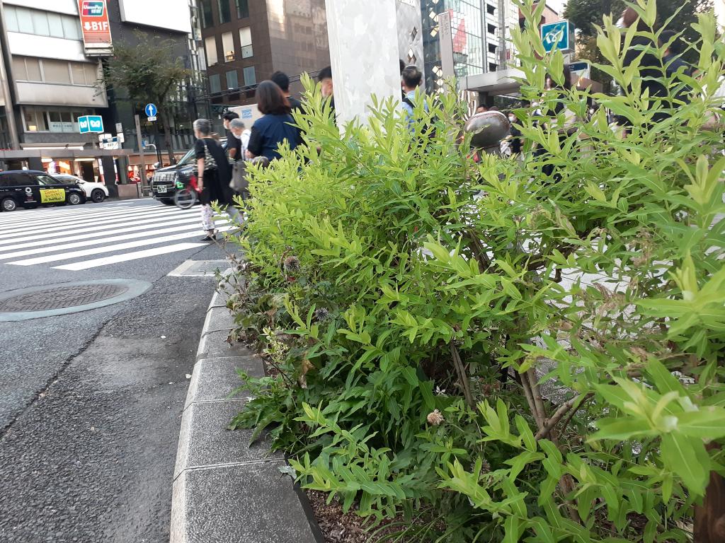  NEW GINZA STREETSCAPE～在银座的街角思考的日本传统与温暖化～