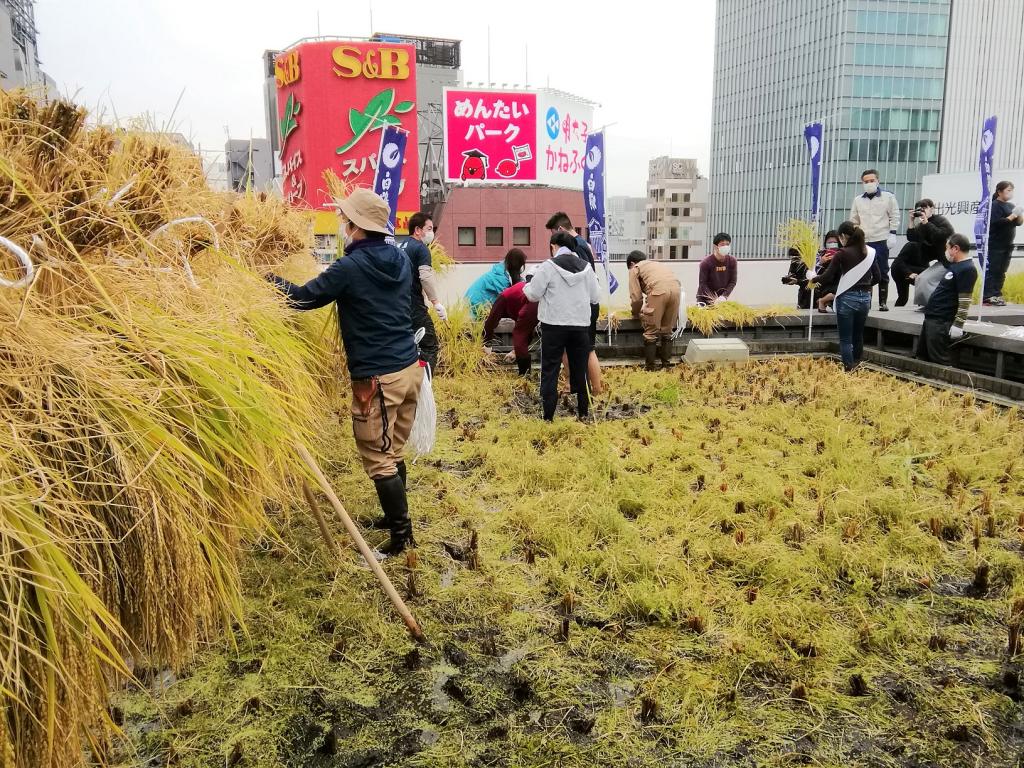  2021白鹤银座天空农场割稻子
　　～白鹤酒造～