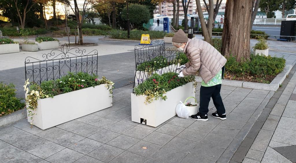  在黎明桥公园遇到了花的保养志愿者