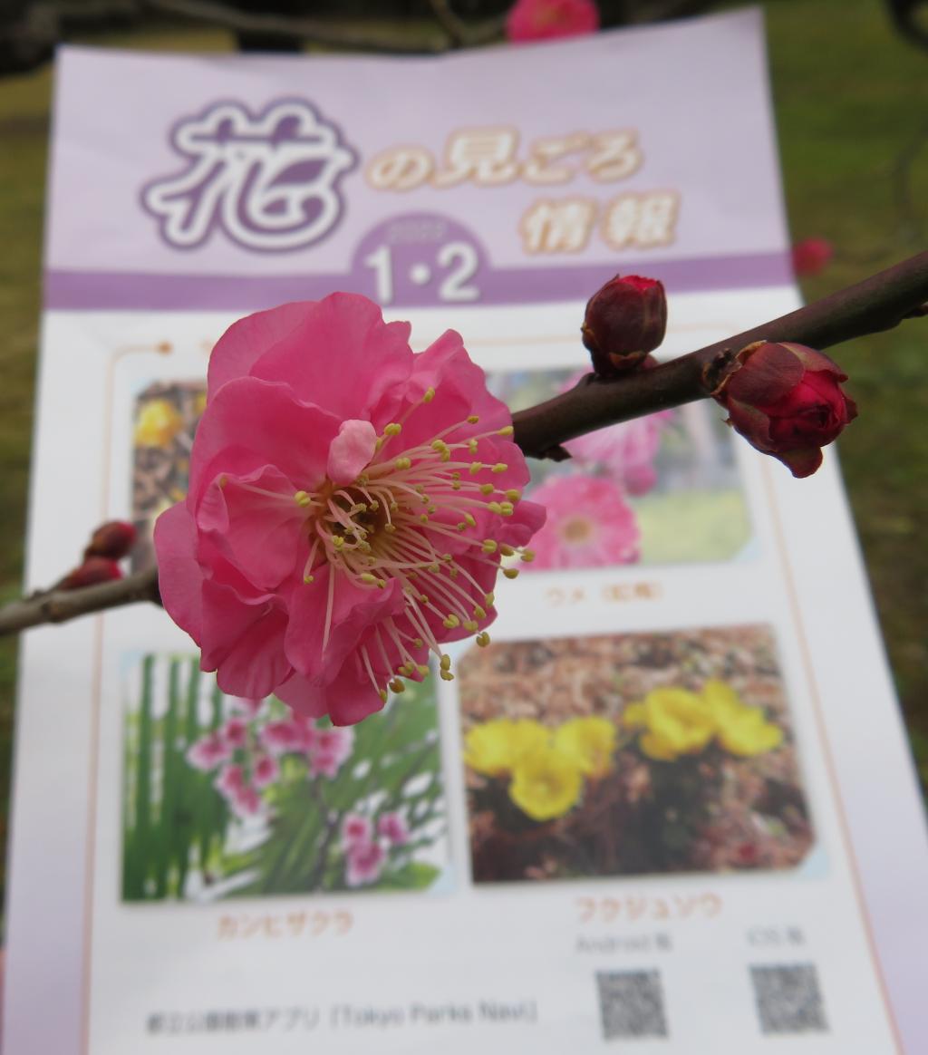 东风吹香茅香的梅花浜离宫恩赐庭园初春的装束　