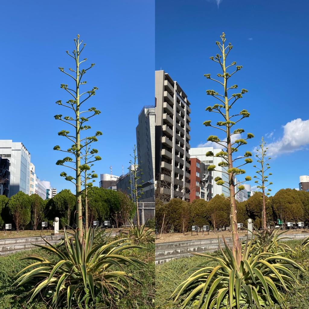  梦幻之花阿加贝委内瑞拉什么时候开花?