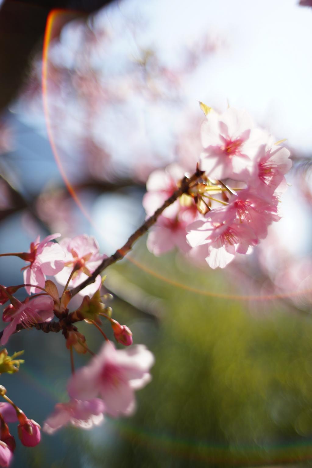  龟岛川公园的樱花