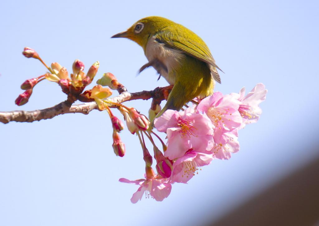  龟岛川公园的樱花