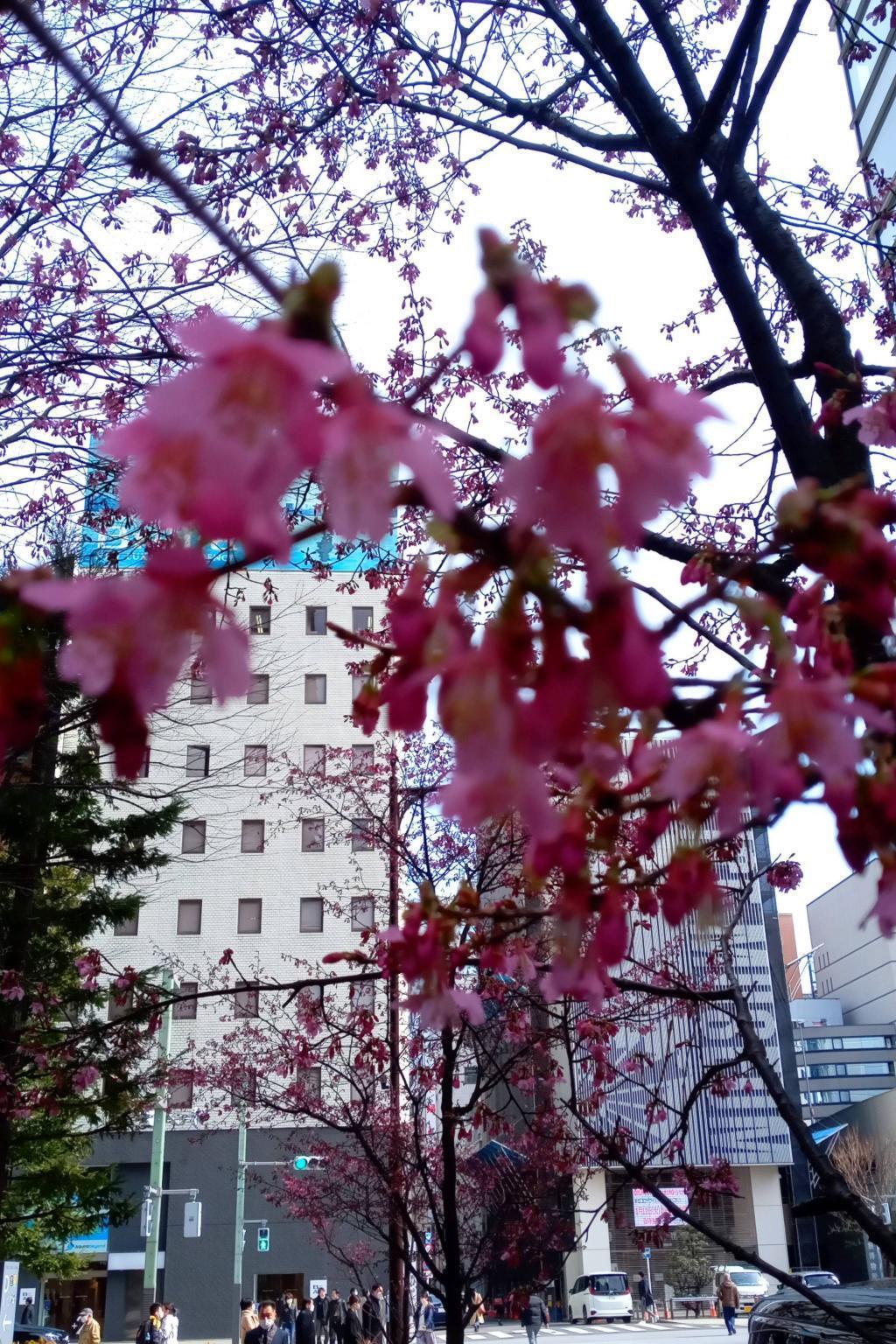 龟樱花蕾鼓起,15日左右盛开的东京广场花园河津樱盛开的龟樱也持续了。
