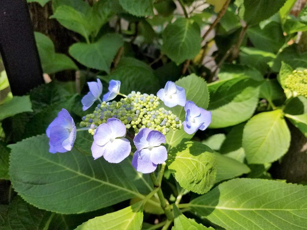  末广紫阳花日和